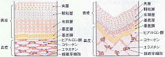 正常な肌としわのあるお肌